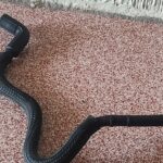 Mercedes-benz Ml 350 Amg 2014 Manguera Depósito Agua Oem