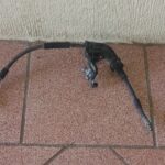 Mercedes Benz Ml 350 Amg 2014 Manguera Freno Tras Derecha oem